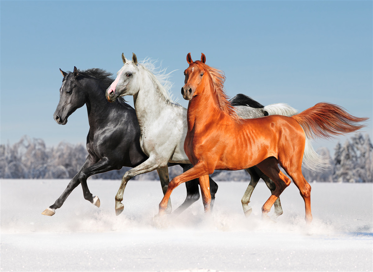 Fotobehang drie paarden in galop op besneeuwde grond