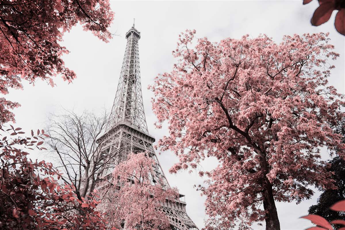 Fotobehang eiffeltoren omringd door kersenbloesems