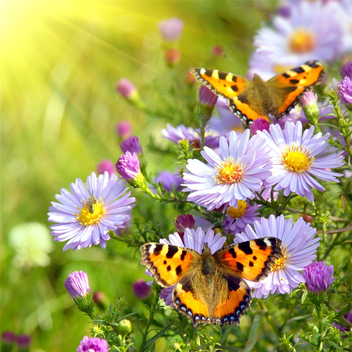 Fotobehang Een weide bezaaid met blauwe margrieten en vlinders