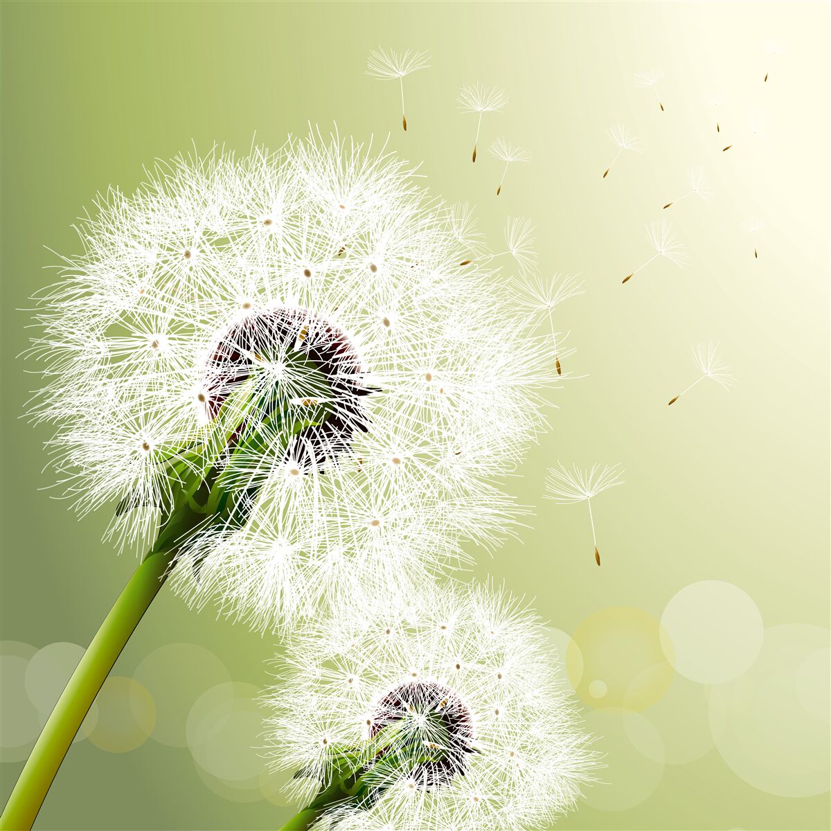 Fotobehang witte paardenbloem vliegend in de lucht