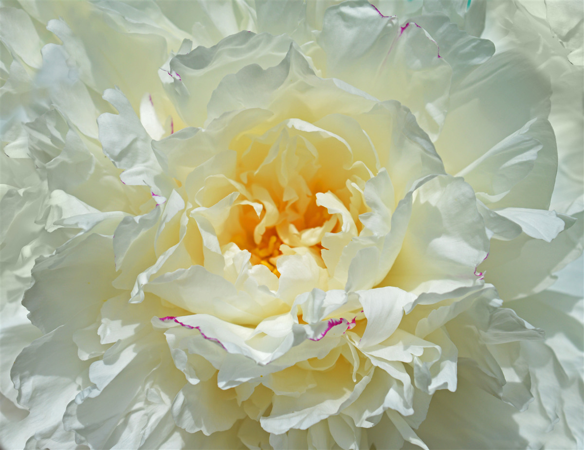 Fotobehang close-up van een witte pioen