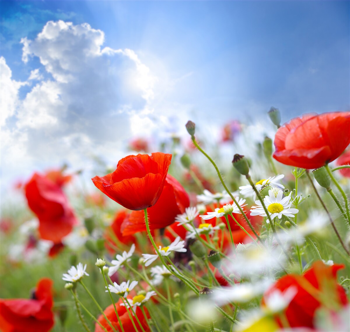 Fotobehang veldbloemen met heldere klaprozen