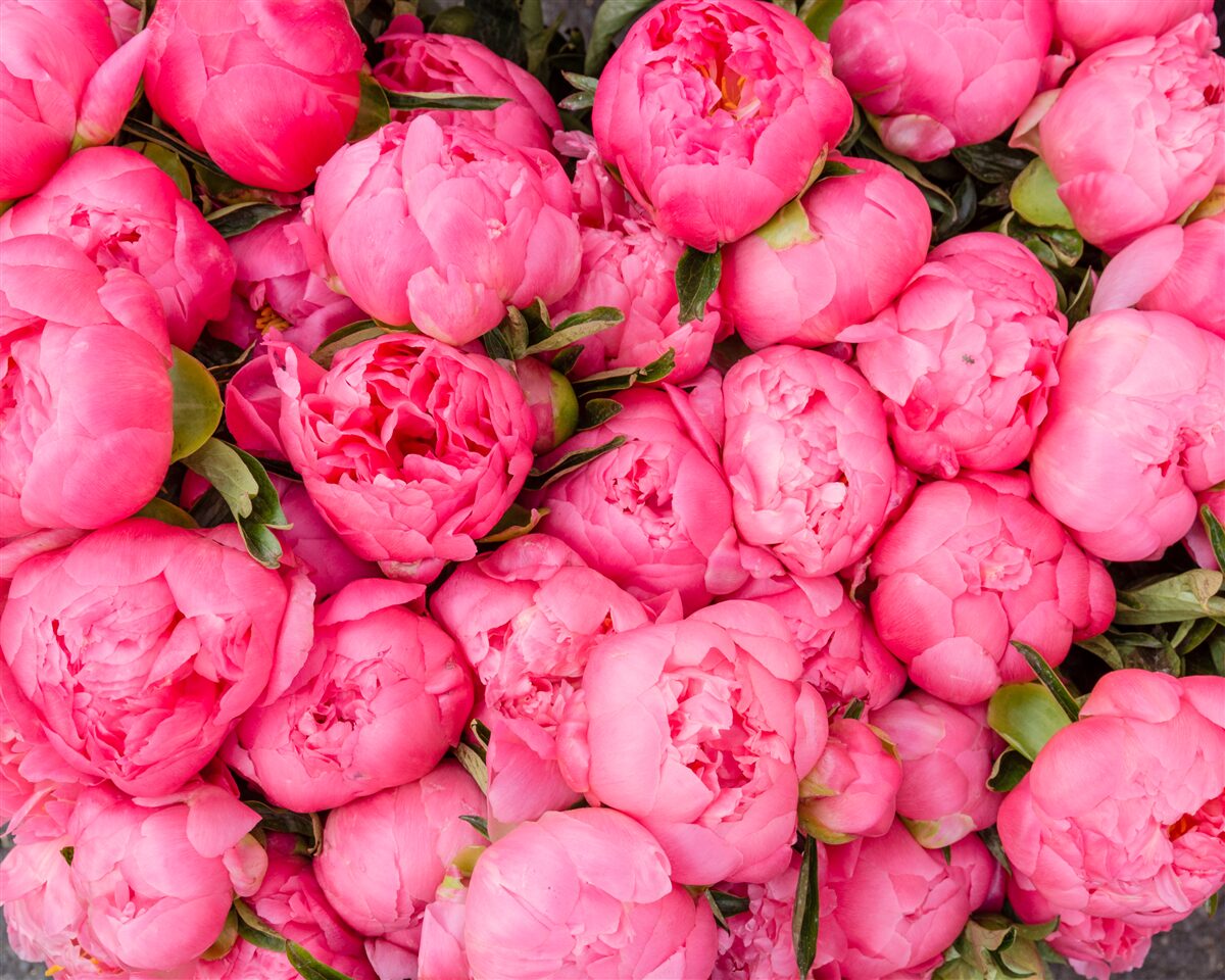Fotobehang mooie roze pioenrozen