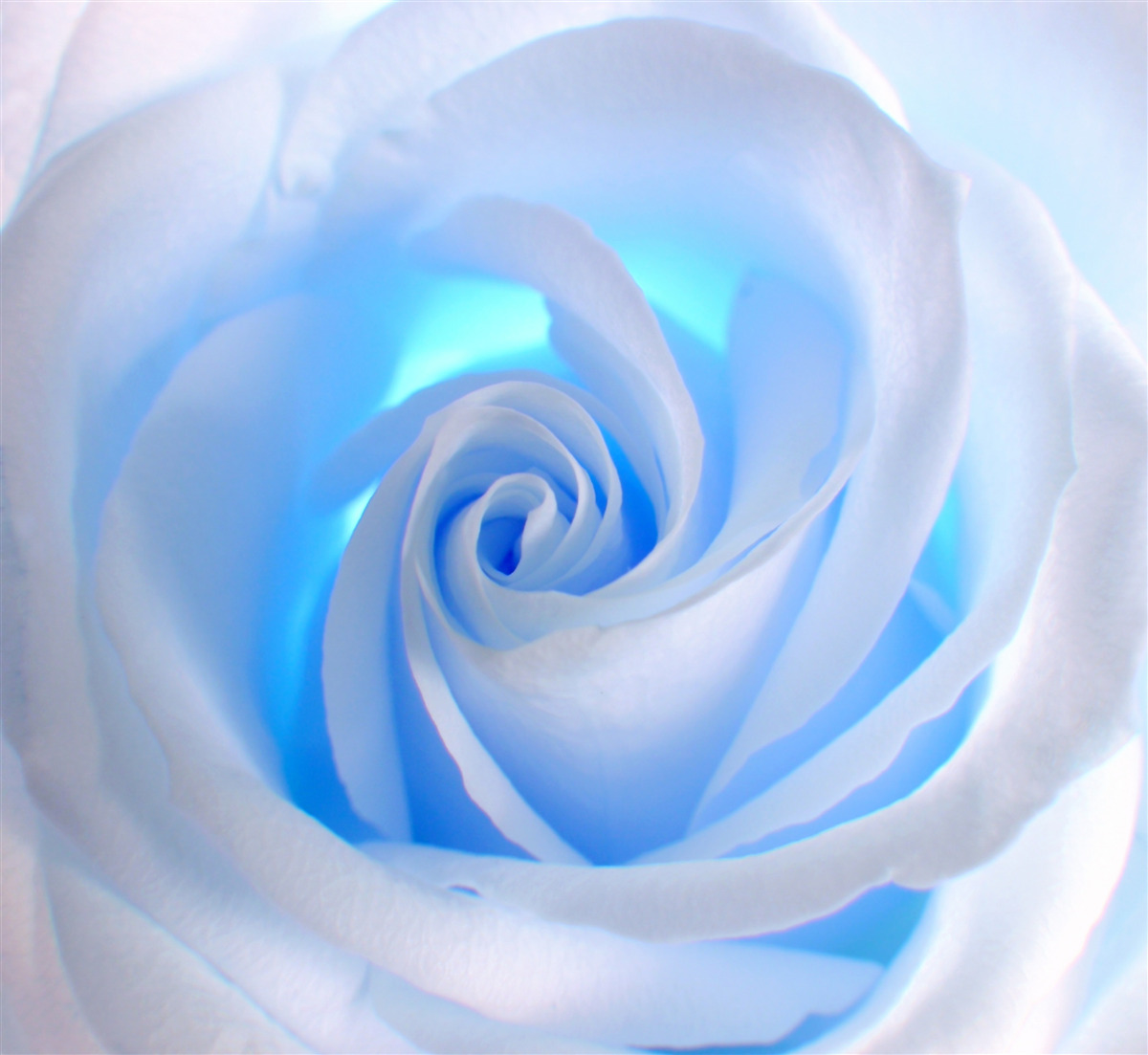 Fotobehang blauw licht dat door de tere witte roos schijnt