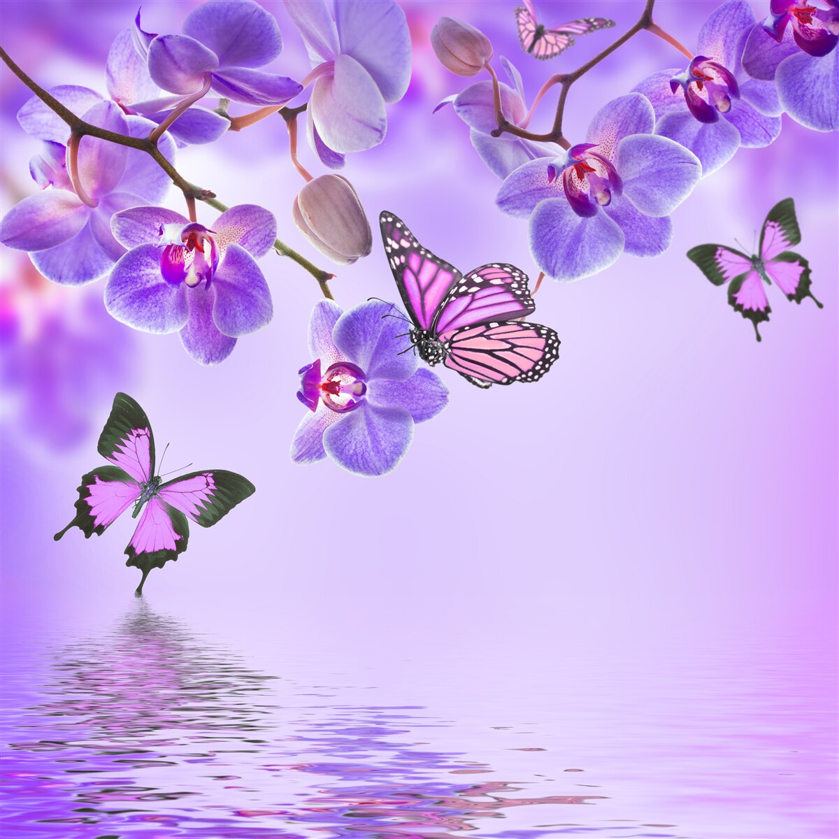 Fotobehang vlinders en paarse orchidee