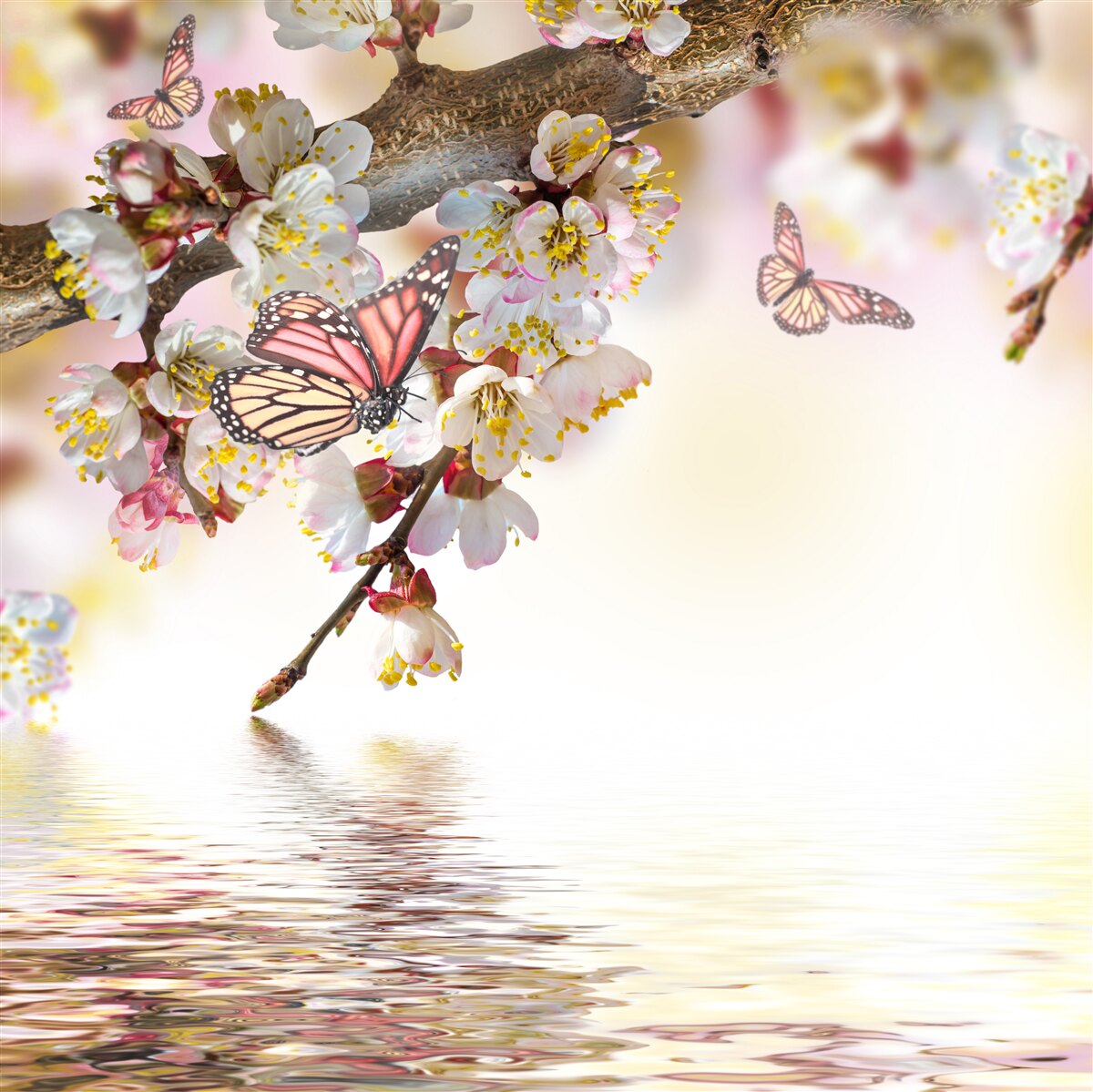 Fotobehang sakurabloemen zijn een thuis geworden voor vlinders