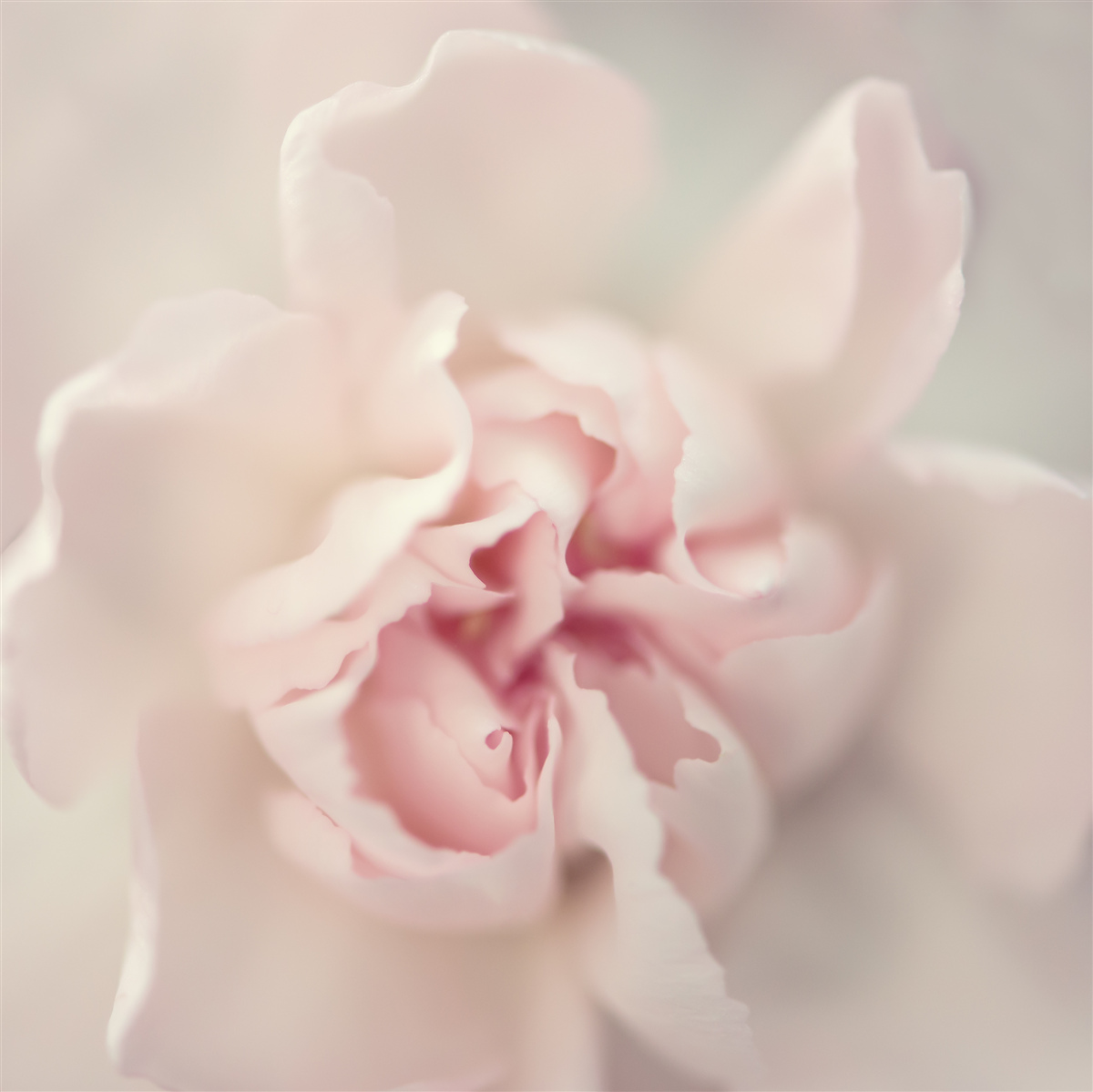 Fotobehang knop in delicate roze tinten