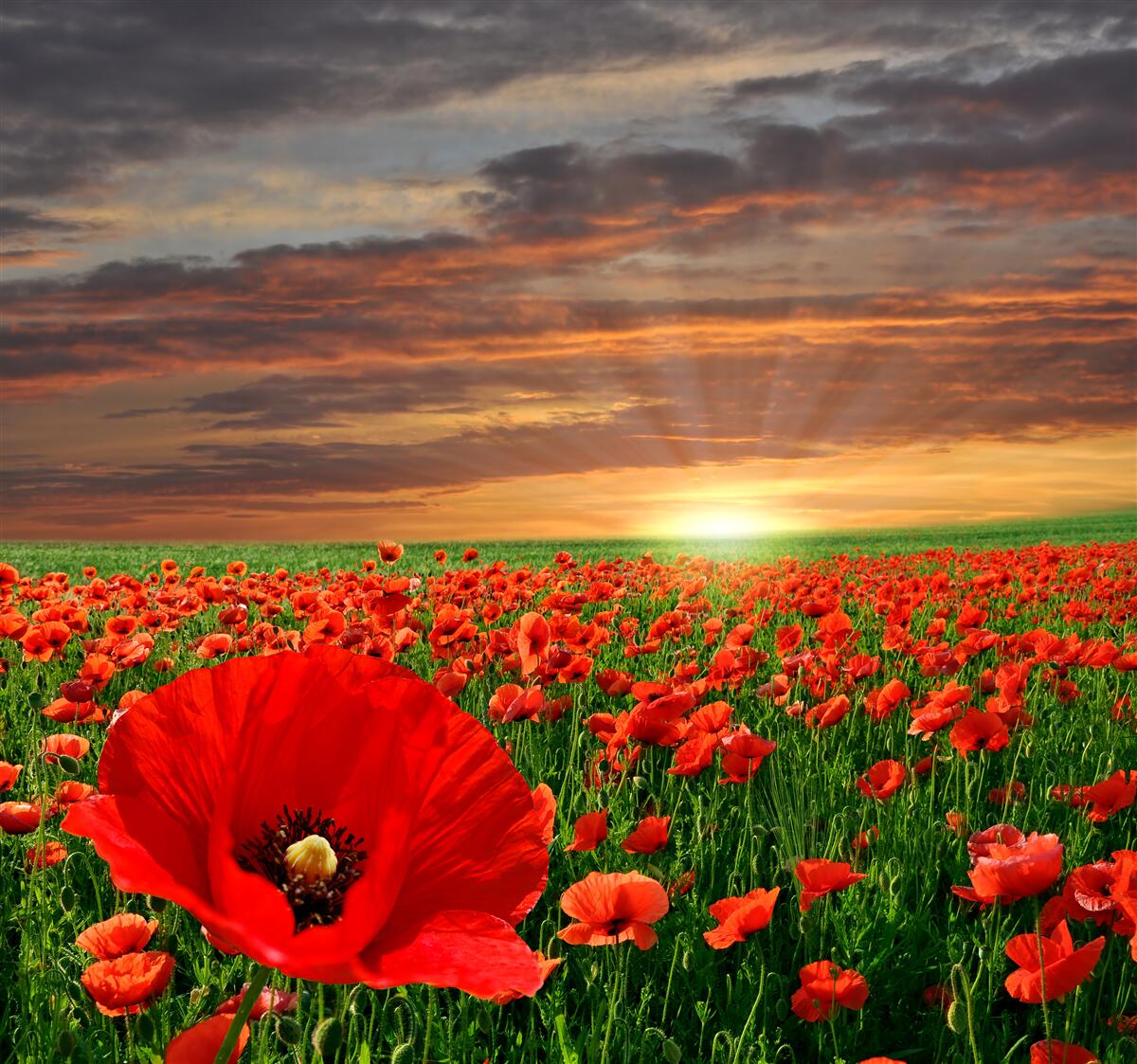Fotobehang zonsondergang boven een veld van scharlaken klaprozen