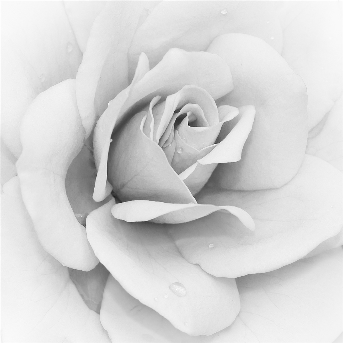 Fotobehang vergrote afbeelding van een witte roos