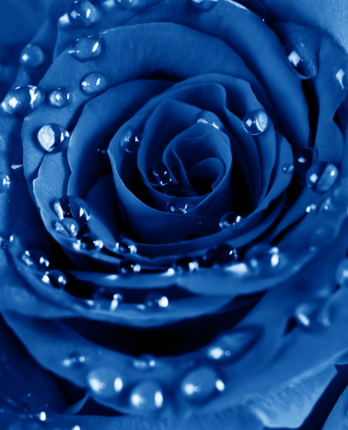Fotobehang blauwe roos versierd met waterdruppels