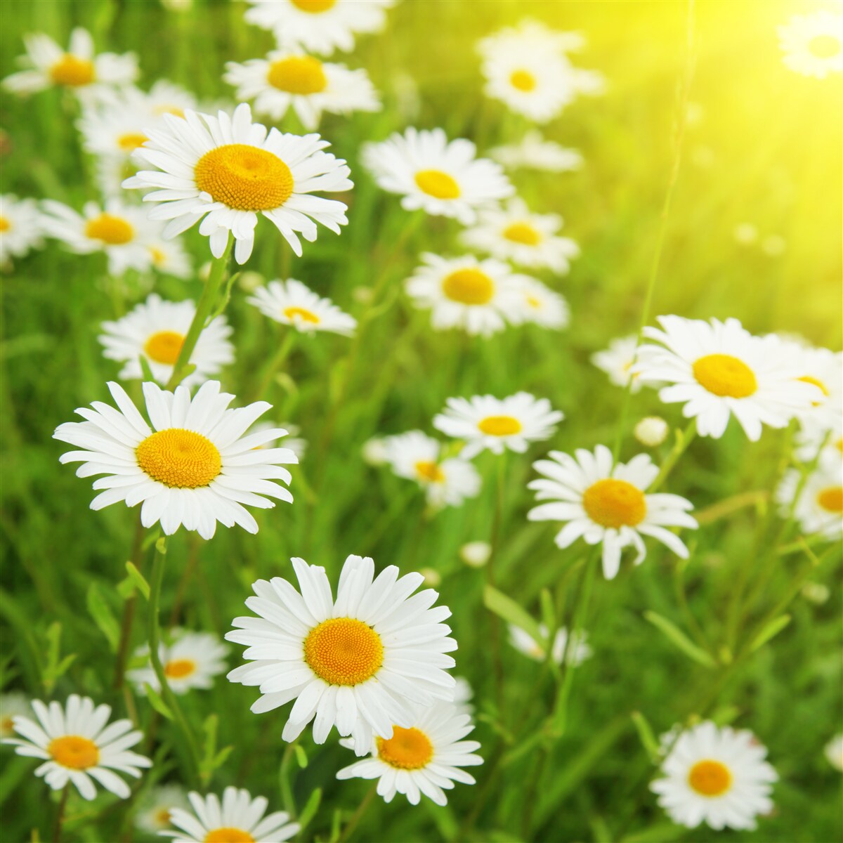 Fotobehang een veld met sneeuwwitte margrieten in het groen
