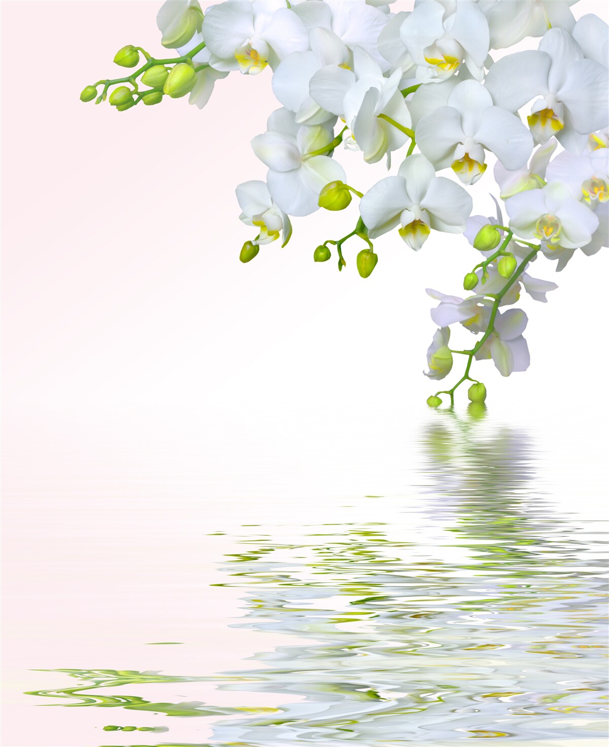 Fotobehang orchideeën wit als sneeuw bij dageraad