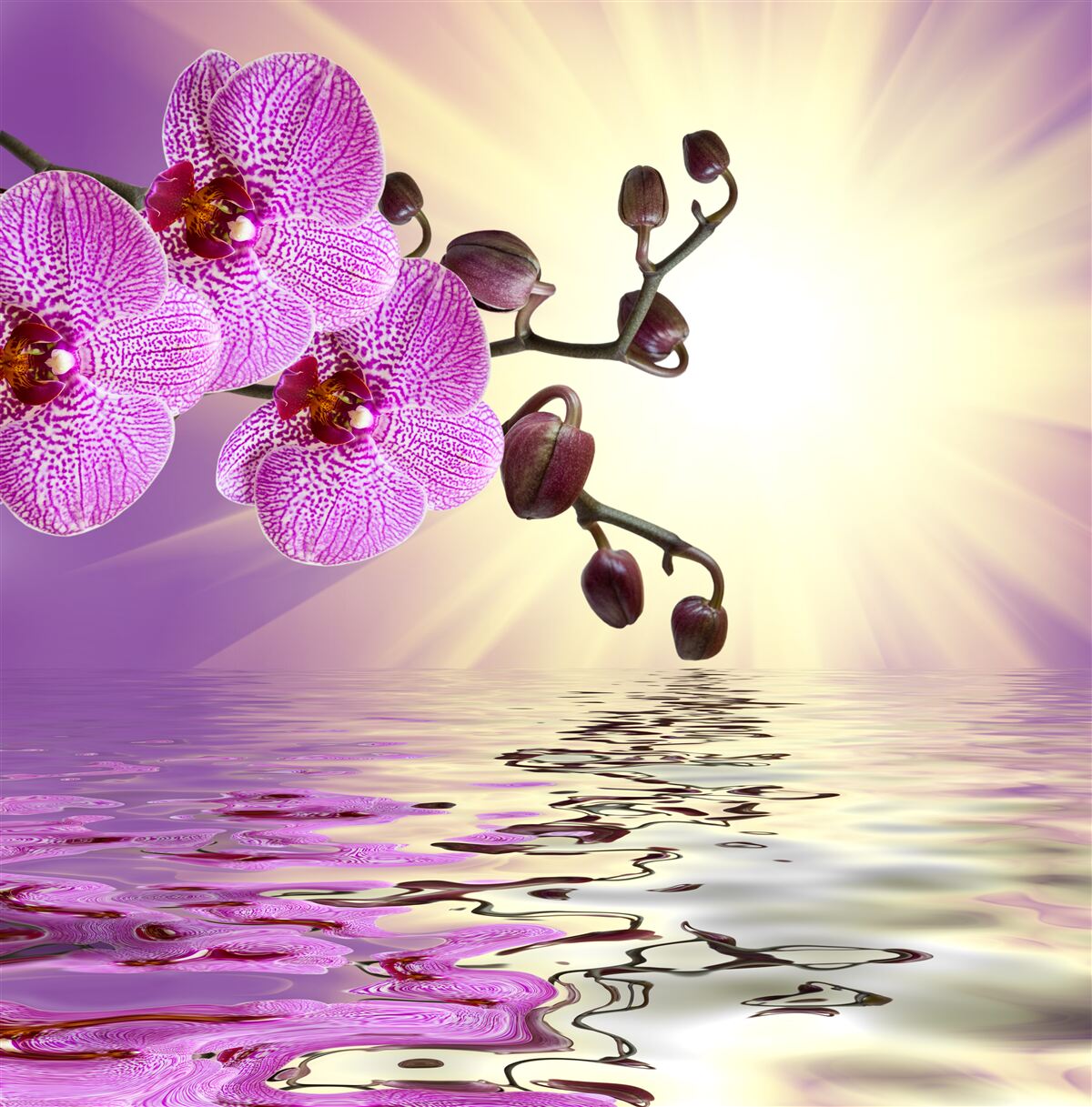 Fotobehang reflectie van een orchidee in water