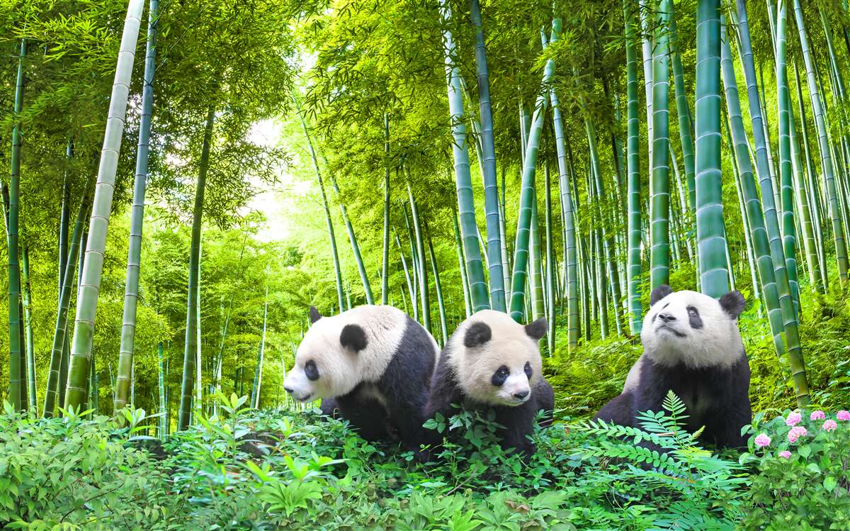 Fotobehang er zijn drie panda's in het bos