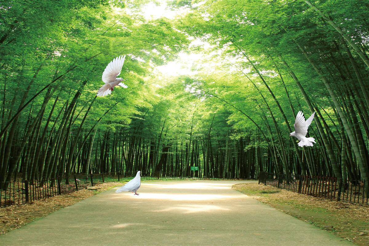 Fotobehang ga de botanische tuin in, aangelegd en bewoond door duiven