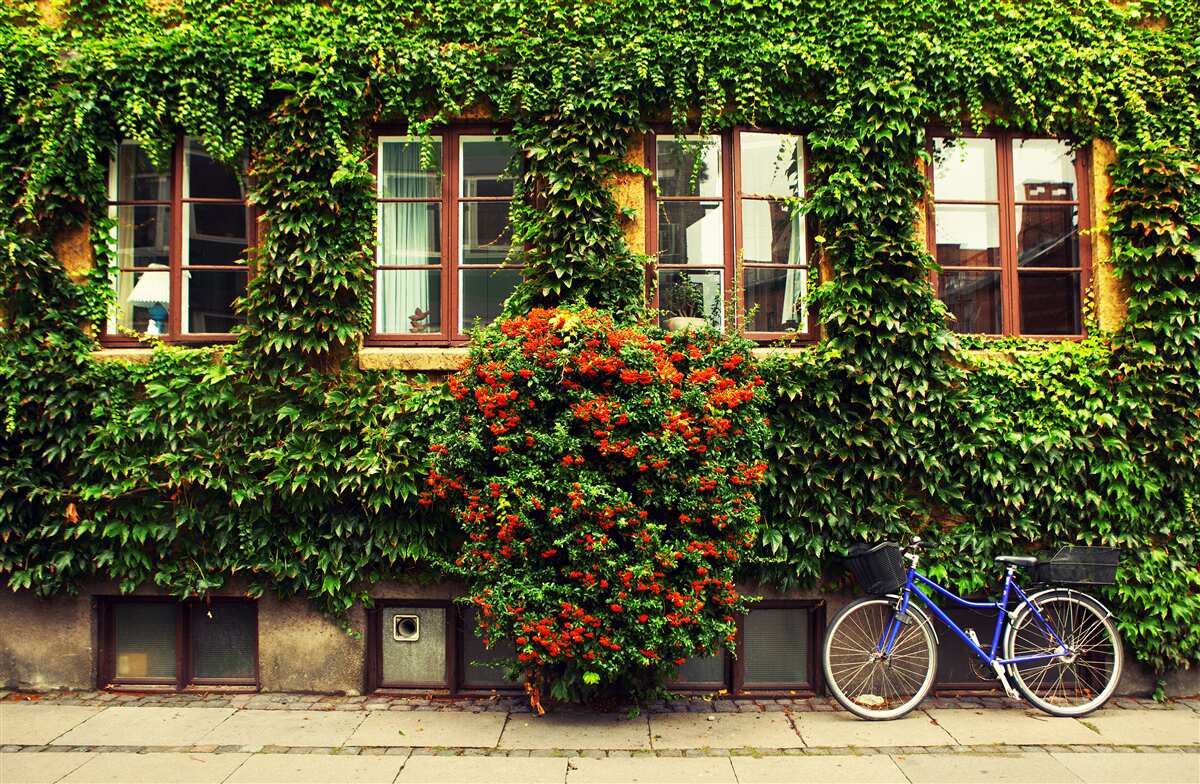 Fotobehang huis overwoekerd met klimop door ouderdom