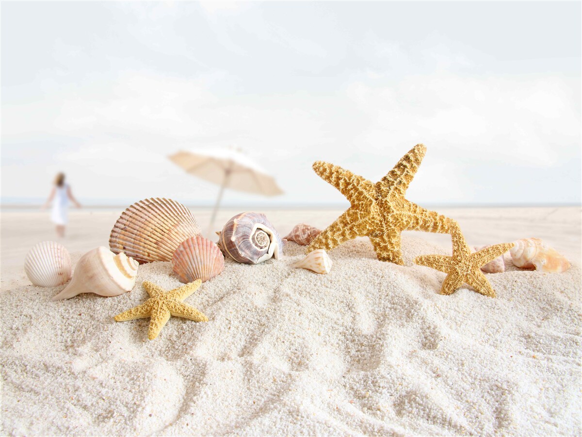 Fotobehang zeesterren en schelpen liggen op het zand