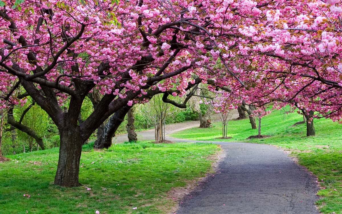 Fotobehang een laan in het park bezaaid met bloemen