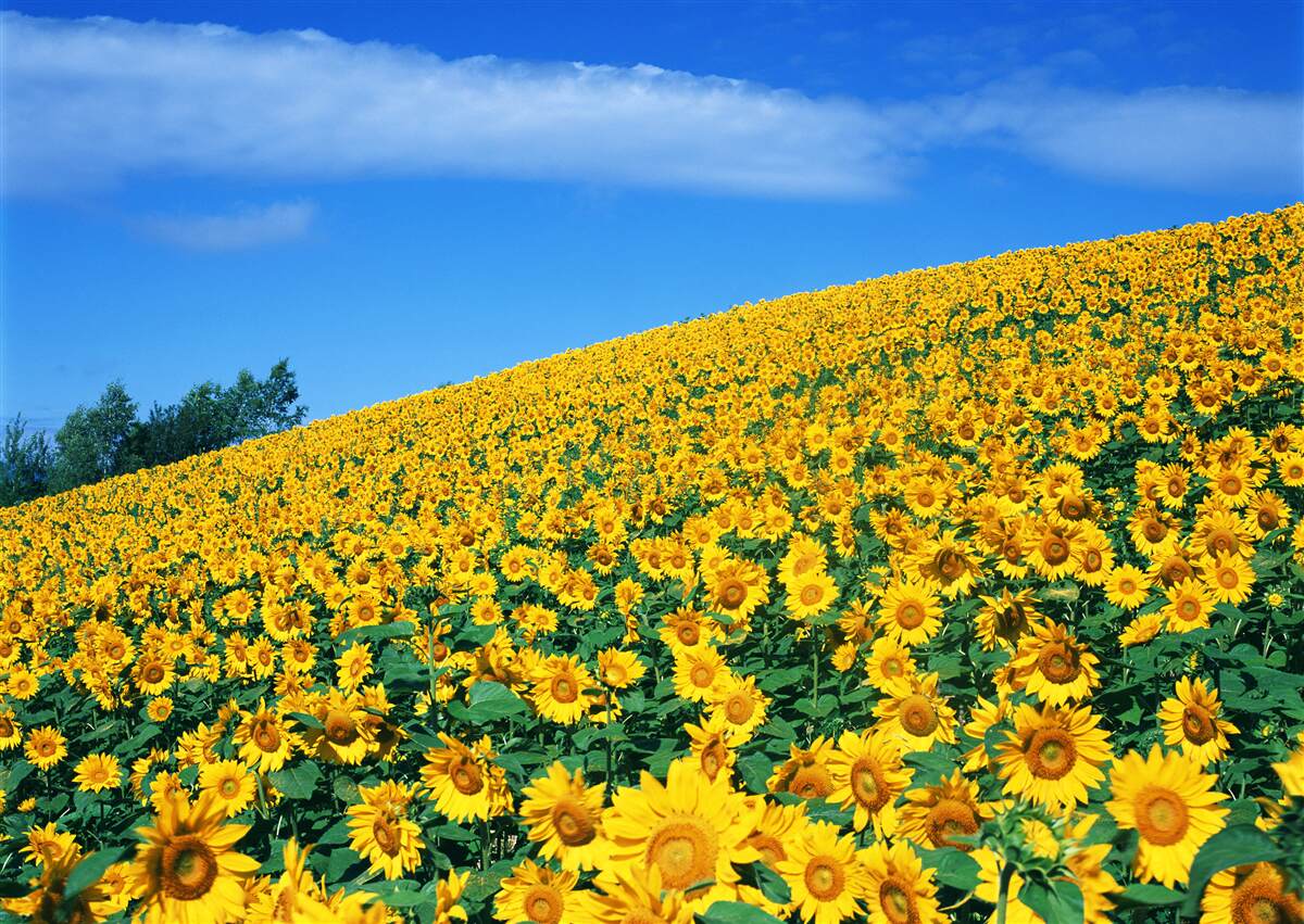 Fotobehang Een geweldige ruimte met zonnebloemen