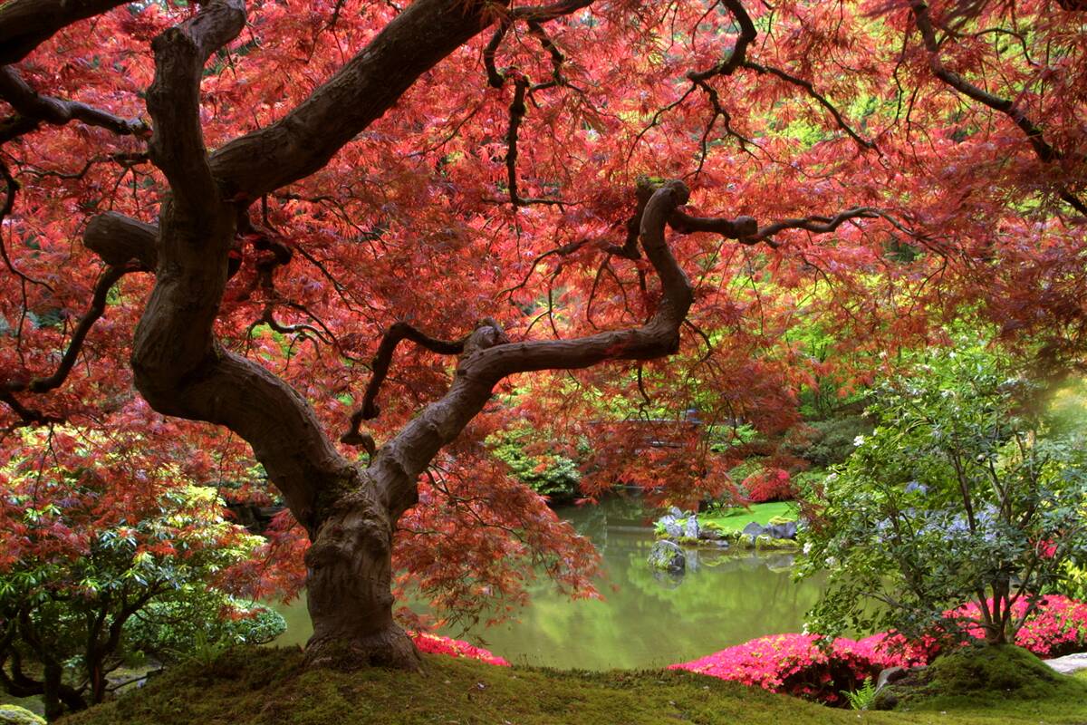 Fotobehang Japanse esdoorn bij de vijver in de herfst
