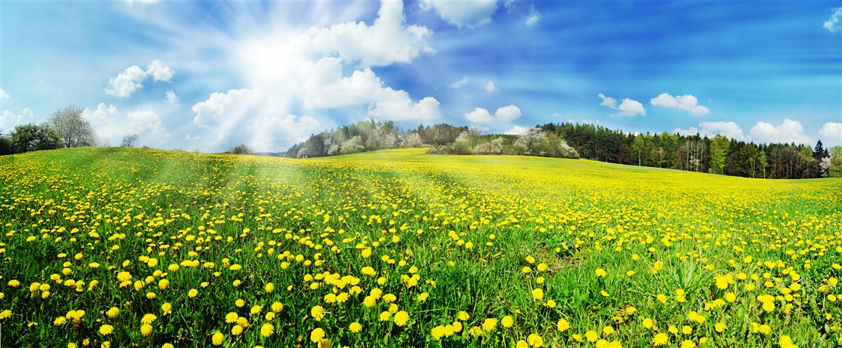Fotobehang paardenbloem ruimte