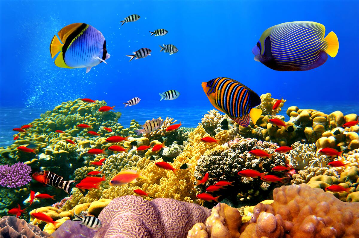 Fotobehang de onvoltooide diepten van de oceaan en zijn bewoners