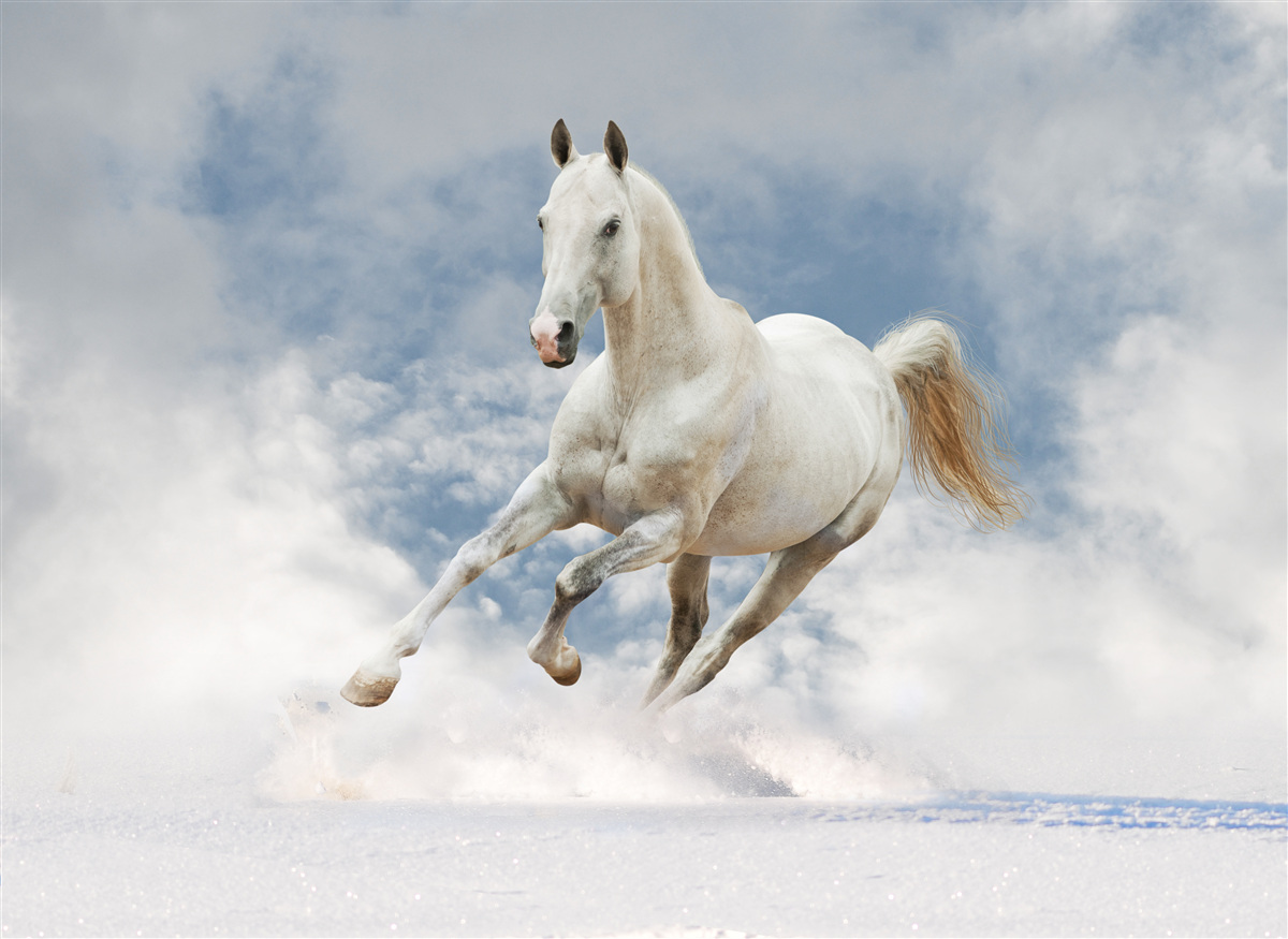Fotobehang galoppeert het witte paard