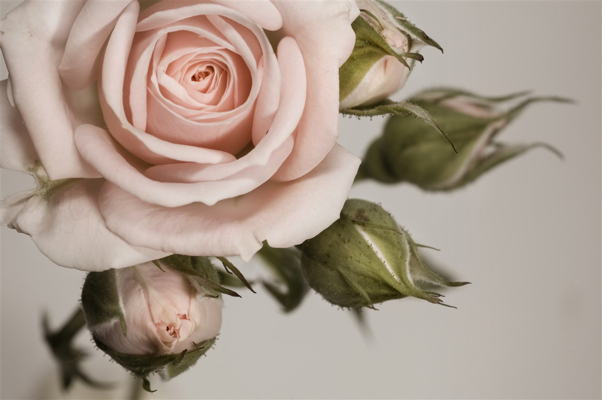 Fotobehang een roos in de tint poederroze en haar bloemknoppen