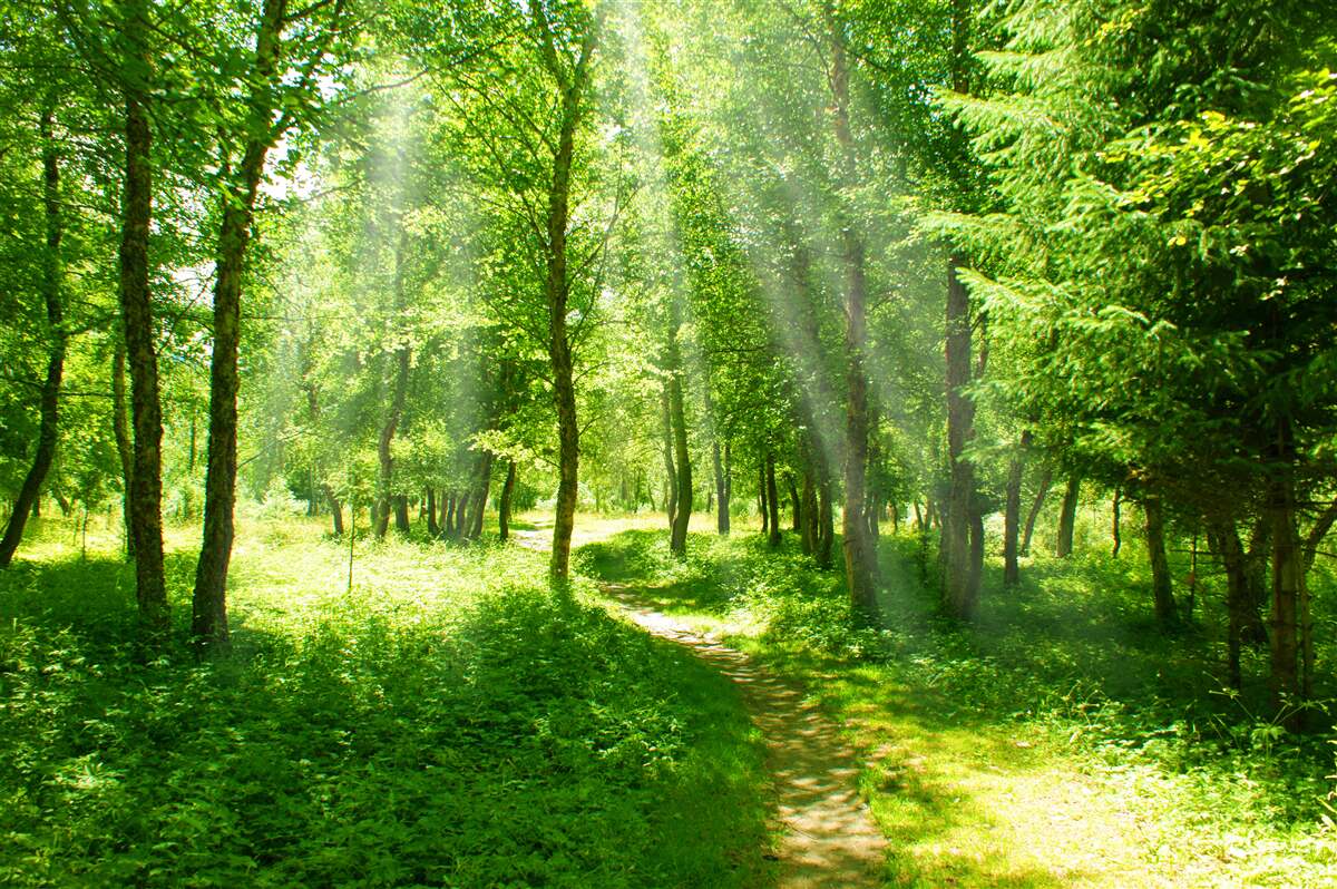 Fotobehang de zonnestralen schijnen helder door de kronen van de bosbomen