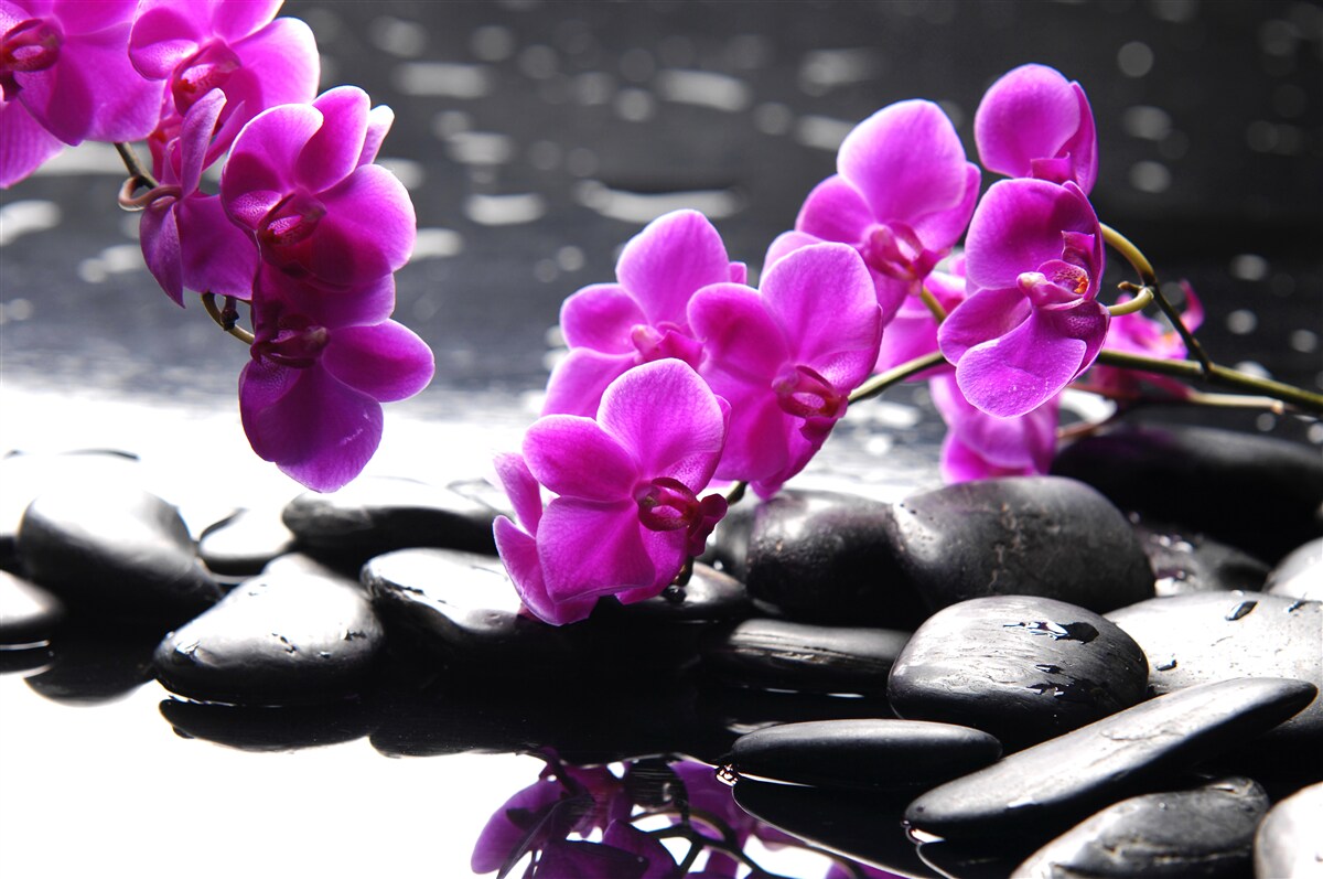 Fotobehang orchidee met lila tint, gezet op matzwarte stenen