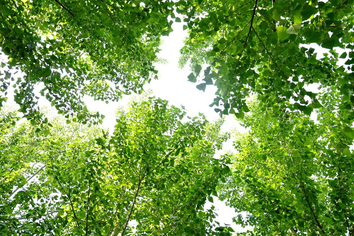 Fotobehang witte lucht met groene bladeren