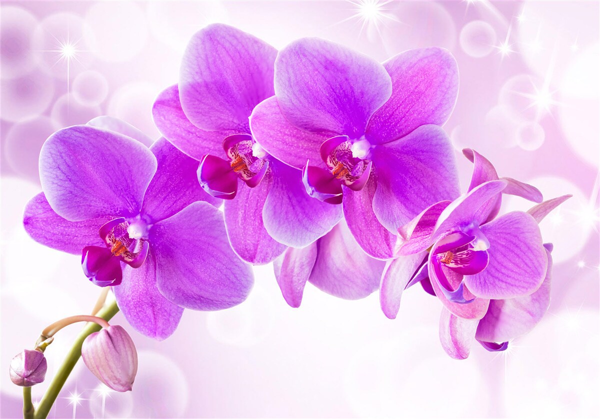 Fotobehang de delicate paarse orchidee ziet er echt indrukwekkend uit