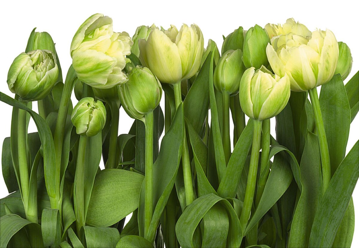 Fotobehang set gedeeltelijk geopende lichte tulpen