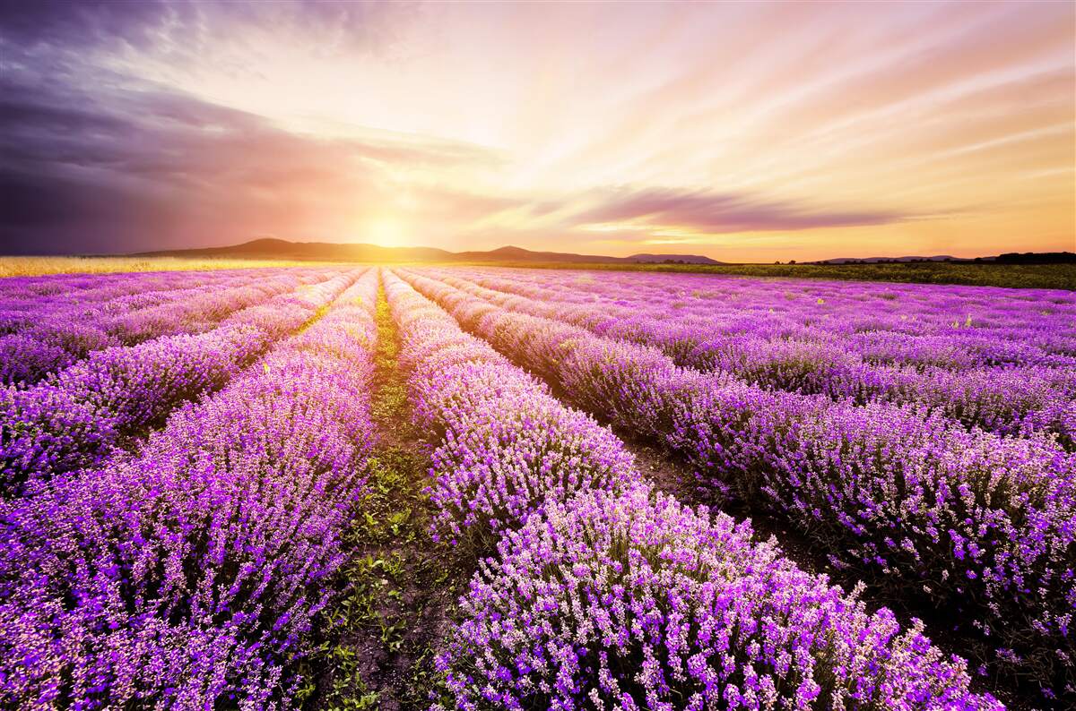 Fotobehang zonsondergang boven een veld lavendel