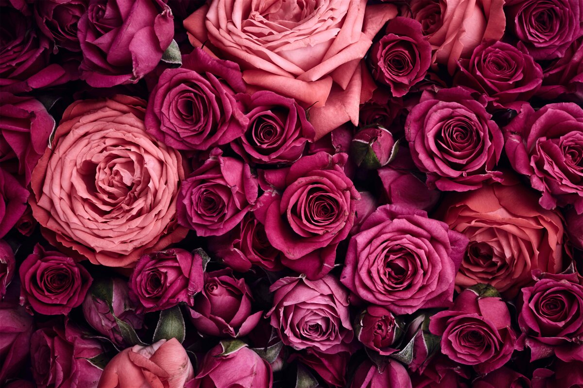 Fotobehang combinatie van geurende roze rozen