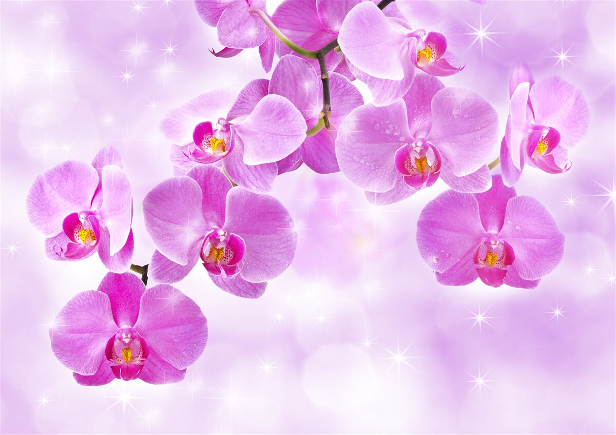Fotobehang paarse orchideeën die naar beneden hangen