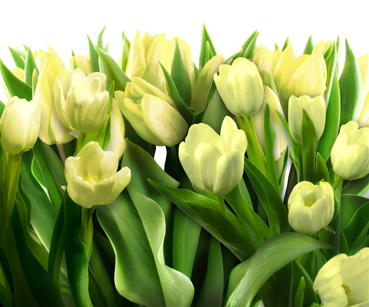 Fotobehang Gele tulpen met groene bladeren