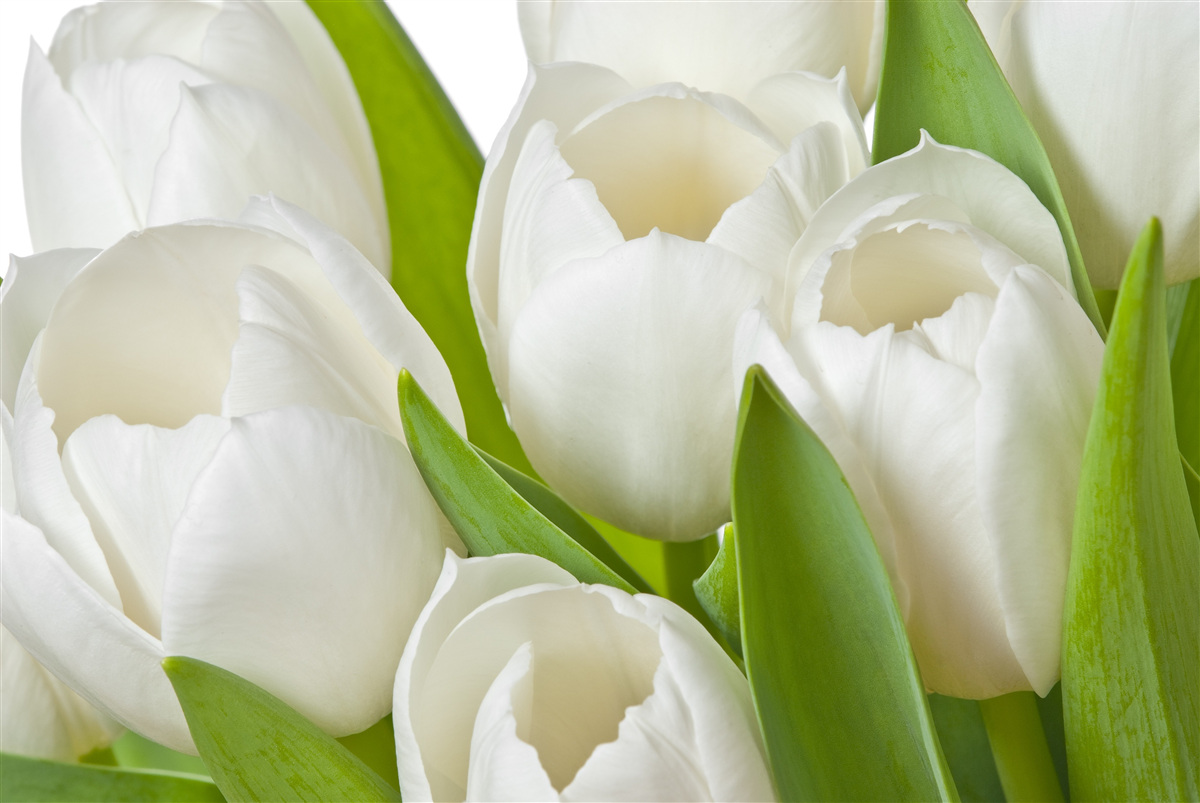 Fotobehang prachtige heldere tulpen