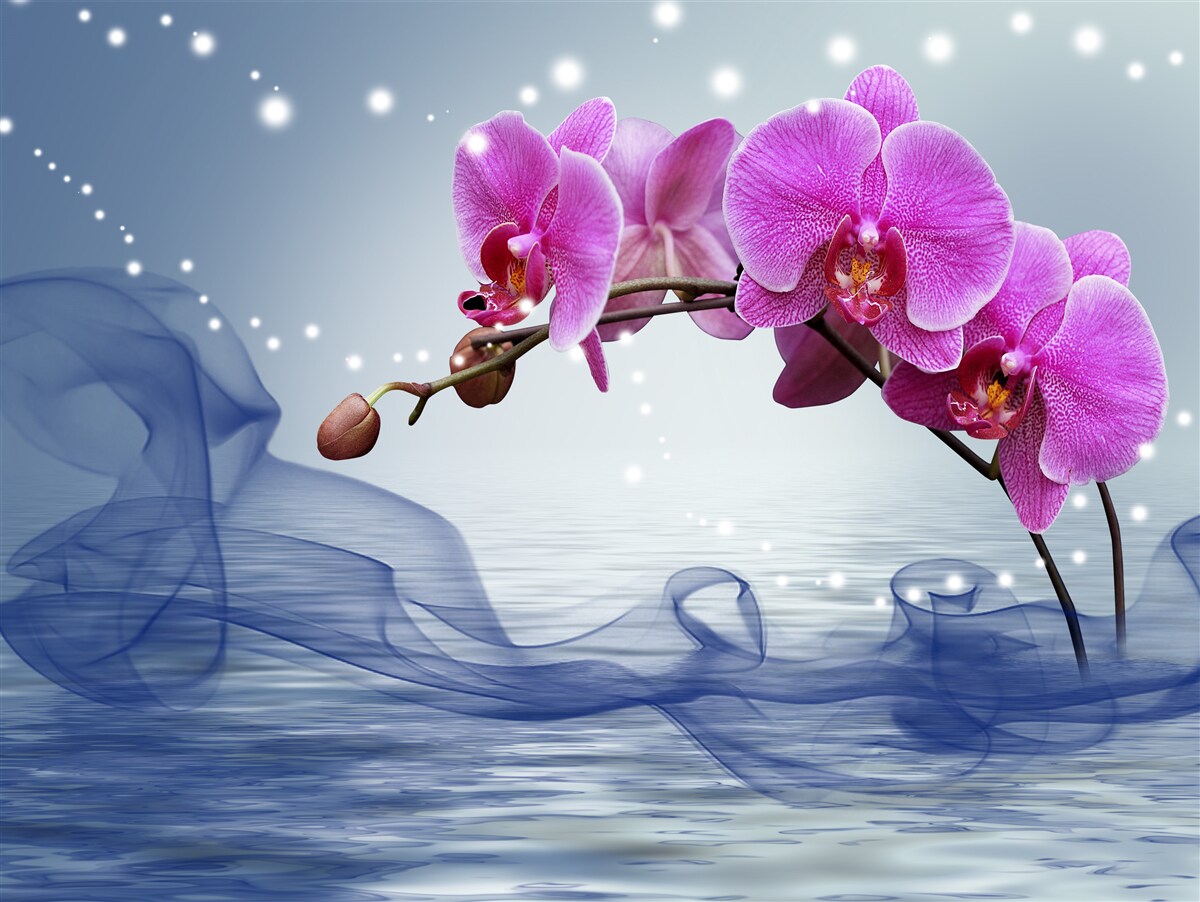 Fotobehang Stengel van een prachtige lilakleurige orchidee
