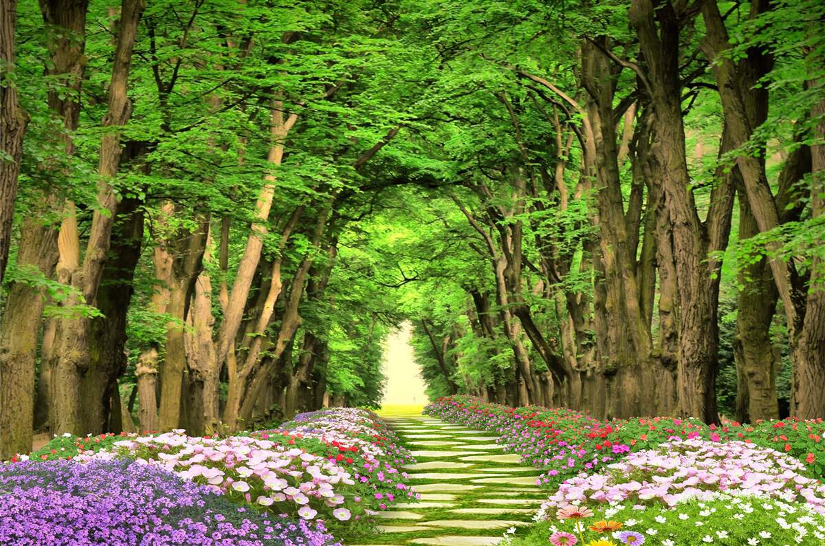 Fotobehang comfortabel pad door het groene struikgewas