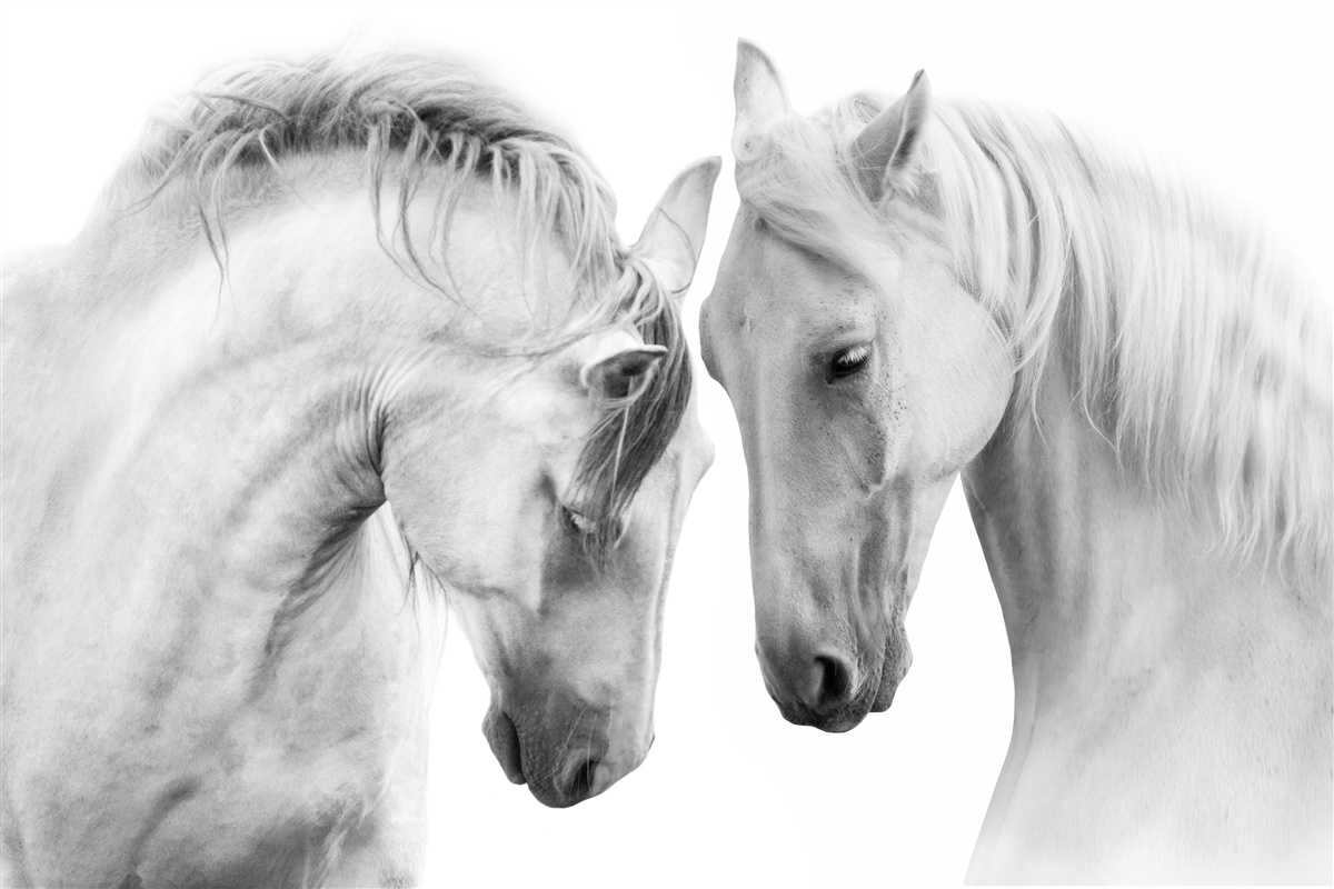 Fotobehang witte paarden communiceren