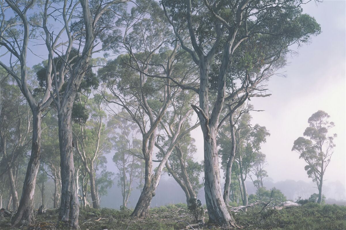 Fotobehang ochtend ontwaakt in een mistig bos