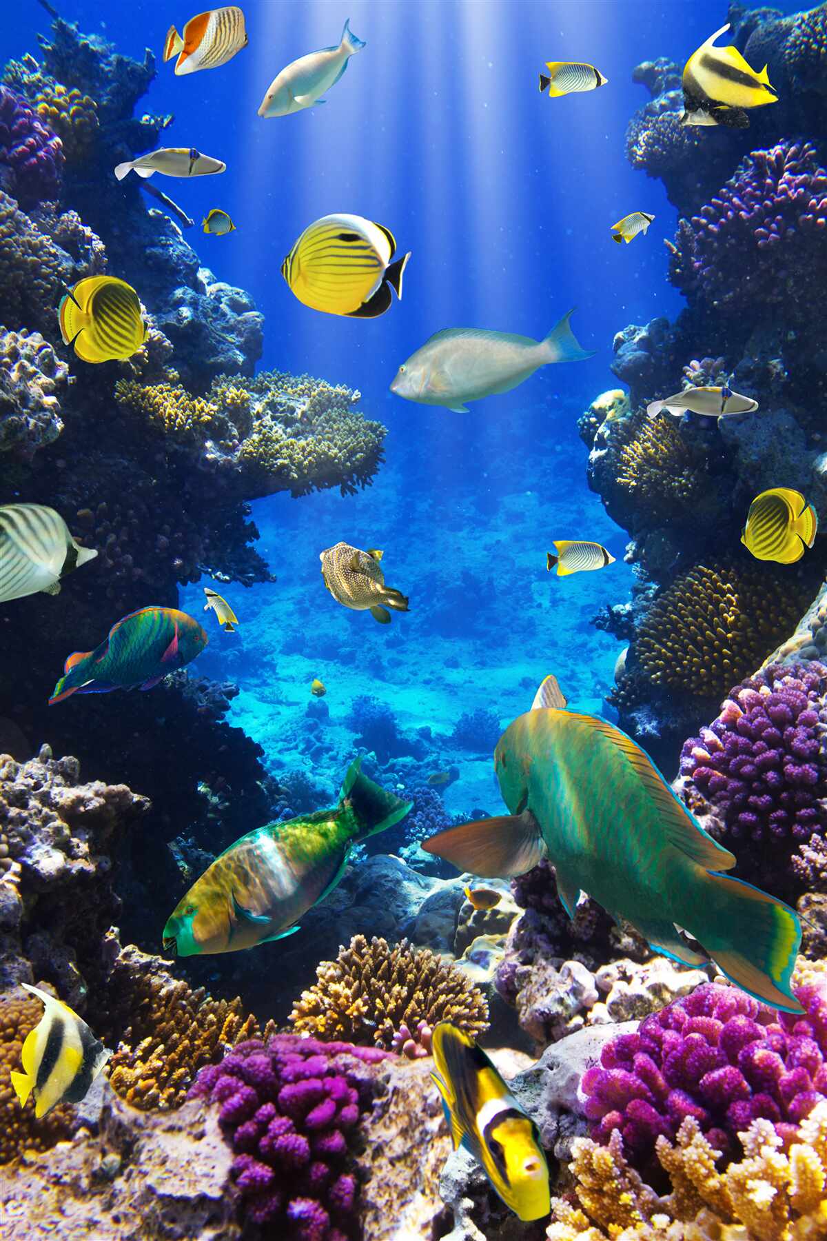 Fotobehang vissen in de koraalriffen van de oceaan
