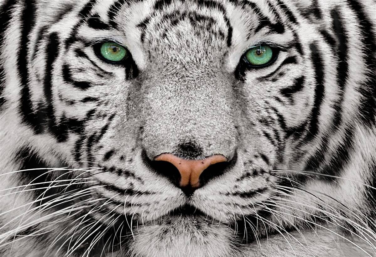 Fotobehang afbeelding van een witte tijger
