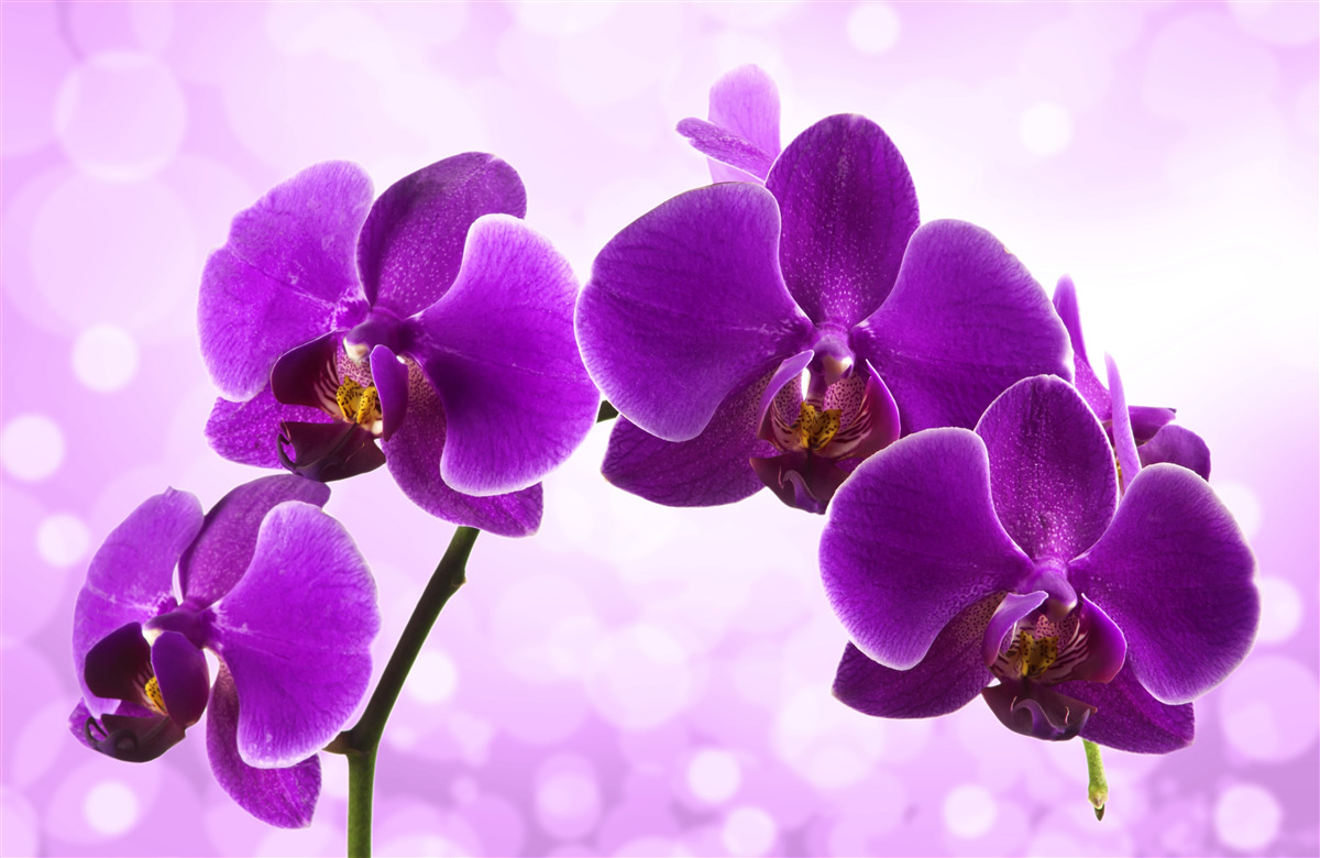 Fotobehang dieppaarse orchidee