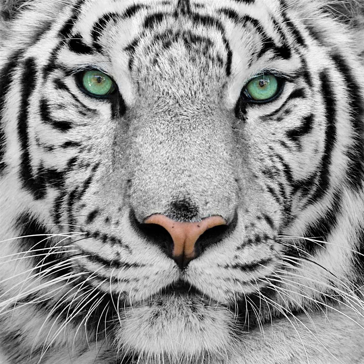 Fotobehang de prachtige witte tijger