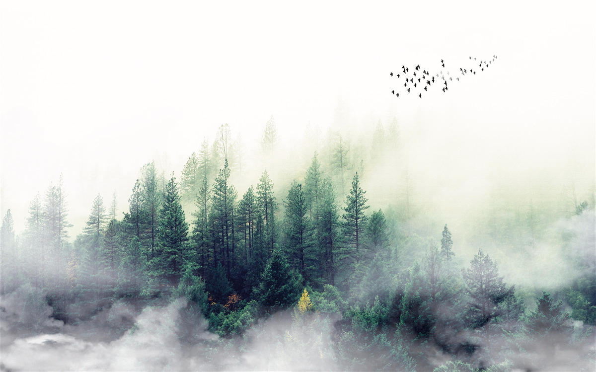Fotobehang het bos onder de vogels is bedekt met mist