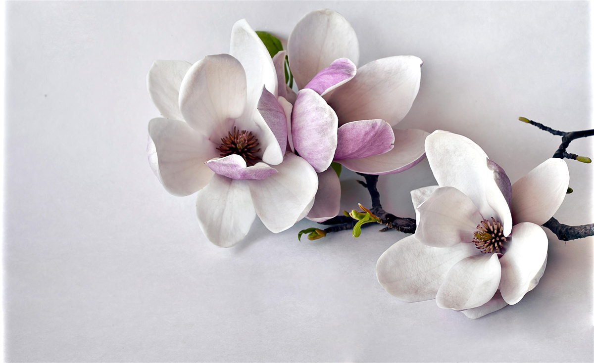 Fotobehang bloemen van ongelooflijke schoonheid en groot formaat