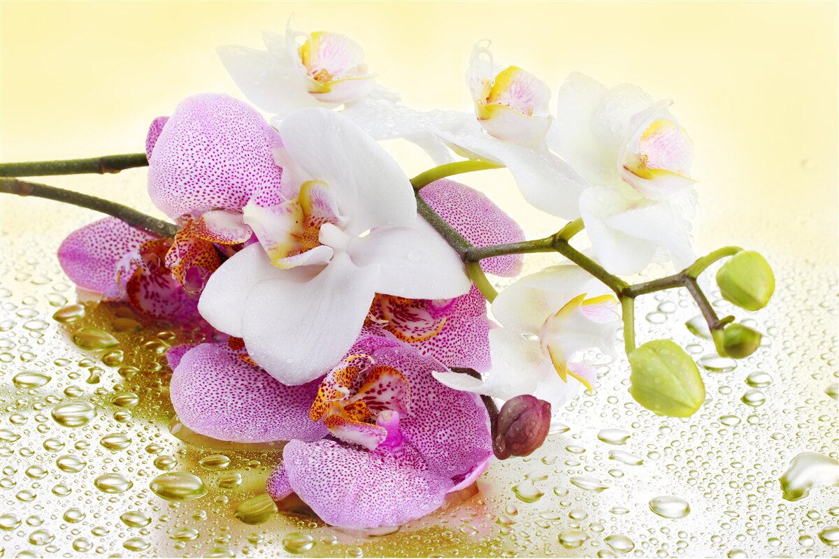 Fotobehang druppels op de takken van prachtige orchideeën