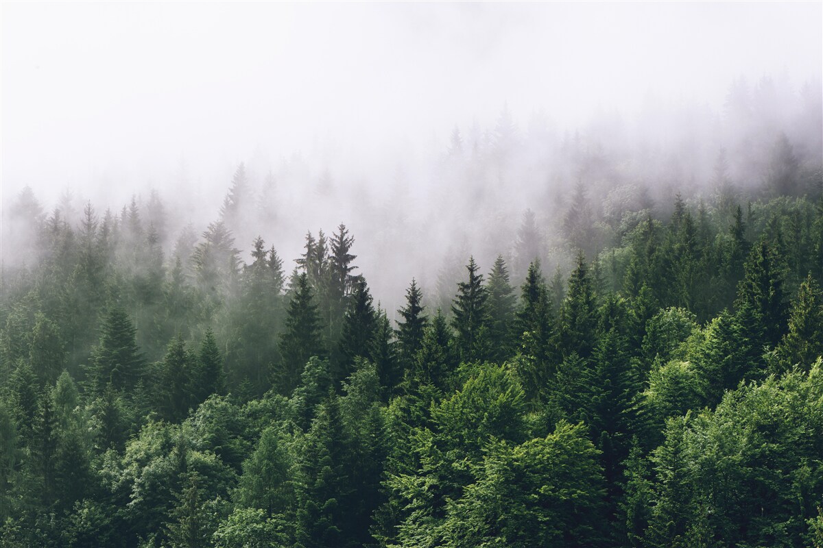 Fotobehang het bergbos is in mist gehuld